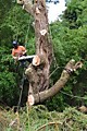 Спилить дерево с опусканием частей на веревке