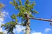 Кронирование дерева